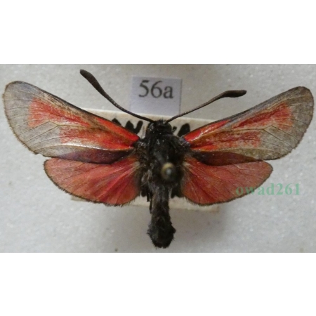 Zygaena osterodensis Reiss, 1921 Czech56a